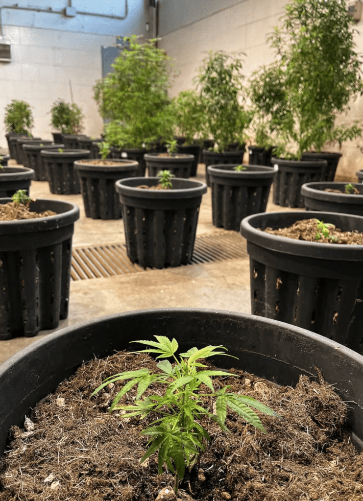 🌿 With over 15 unique genetics, grown with passion and care directly in our state-of-the-art greenhouses, you can count on selected mother plants to guarantee exceptional results.